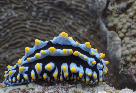 Nudibranch - Phyllidiella pustulosa (natural light)