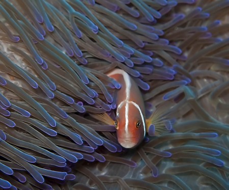 Pink Anemonefish (Amphiprion akallopisos)