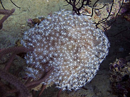 Pipe Organ Coral (Tubipora musica) [uncertain]