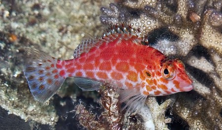 Pixy Hawkfish [red variation] (Cirrhititichthys oxycephalus)