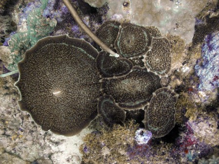 Pizza Anemone (Amplexidiscus fenestrafer)