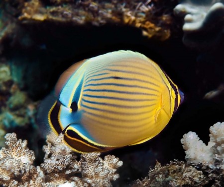Redfin Butterflyfish (Chaetodon lunulatus)