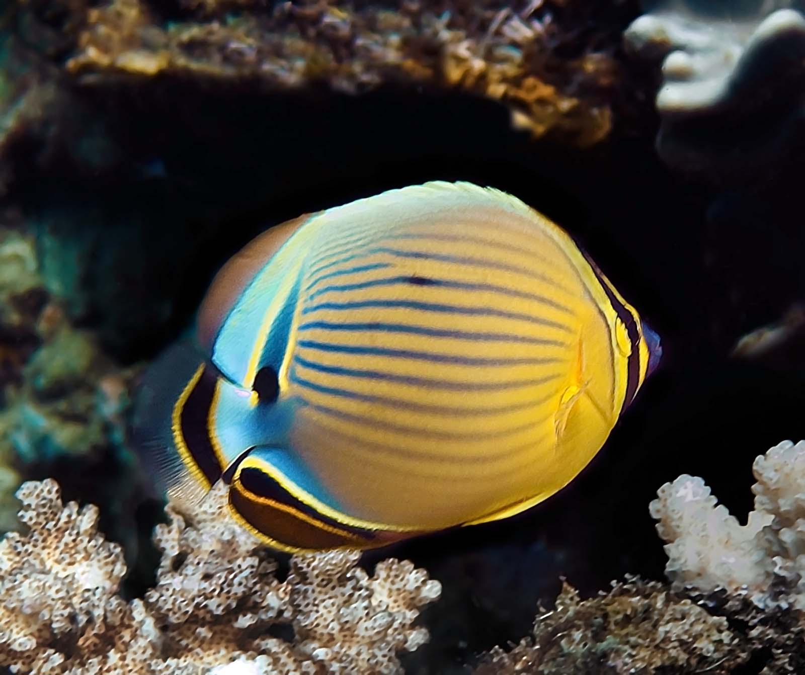 chaetodon meddic