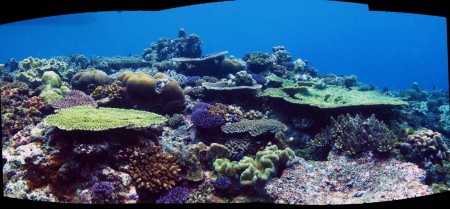 Reef Panorama 3