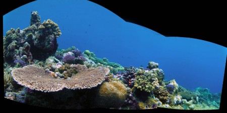 Reef Panorama 2
