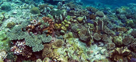 Reef Panorama 1