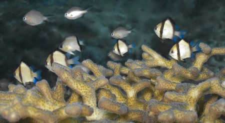 Reticulated Dascyllus (Dascyllus reticulatus)