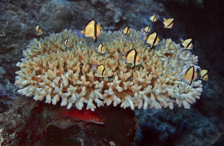 Reticulated Dascyllus - Dascyllus reticulatus