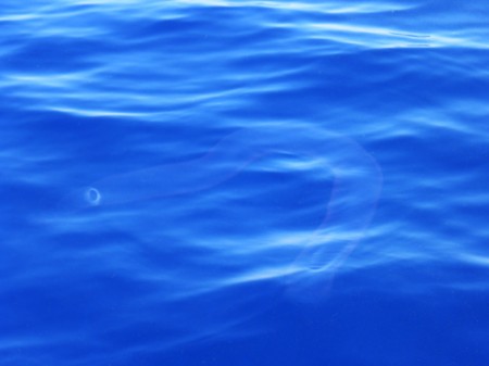 Salp by Trevor Hattersley