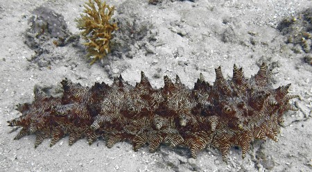 Sea Cucumber - Thelenota rubralineata