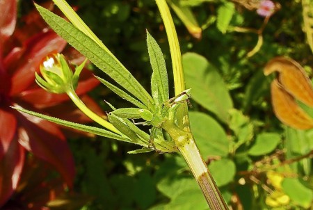 Camoflaged spider trying to hide from me