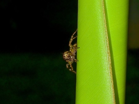 Itsy-bitsy Spider