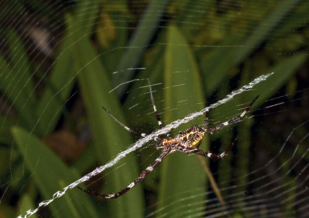 Big juicy spider