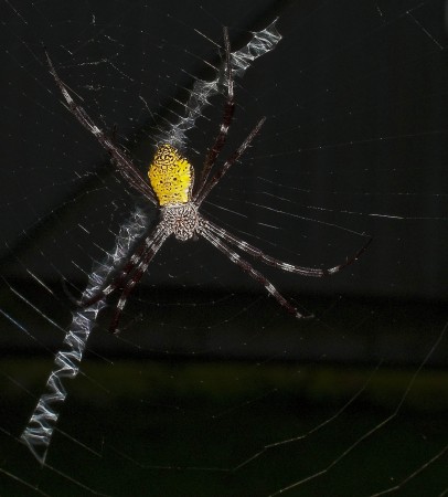 Spider with a 'fake out stripe' in its web