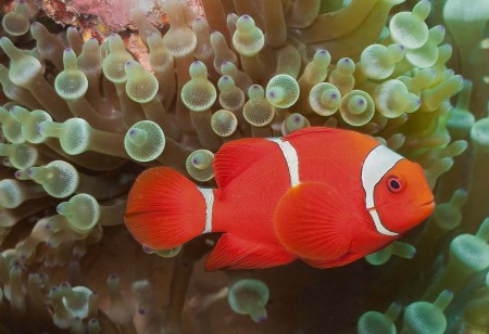 Spinecheek Anemonefish (Premnas biaculeatus)