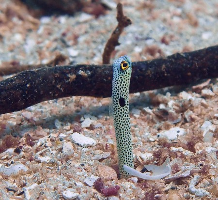 Spotted Garden Eel (Heteroconger hassi)