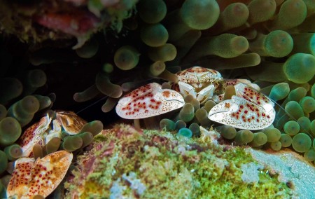 Spotted Porcelain Crab (Neopetrolisthes maculata)