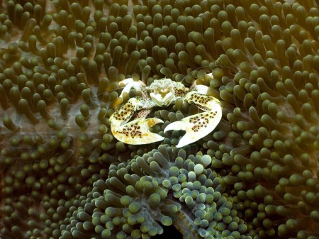 Spotted Porcelain Crab (Neopetrolisthes maculata)