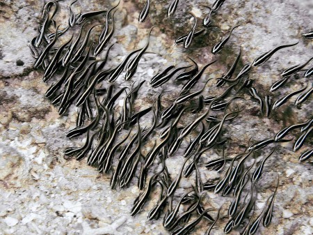 Striped Catfish - Plotosus lineatus