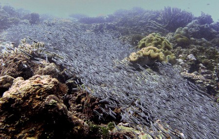 A river of Striped Catfish (Plotosus lineatus)