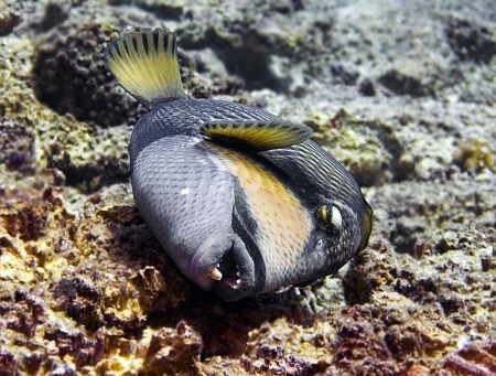 Titan Triggerfish (Balistoides viridescens)