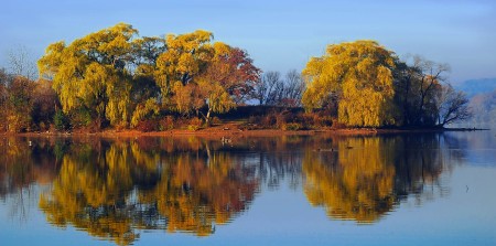 Trees mirrored by Ron Barrons