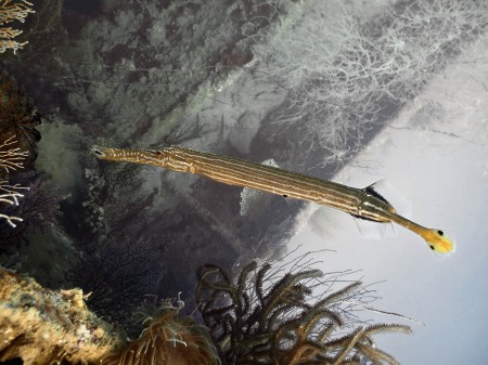 Trumpetfish (Aulostomus chinensis)