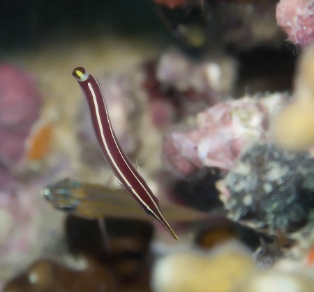 Urchin Clingfish (Diademichthys lineatus)