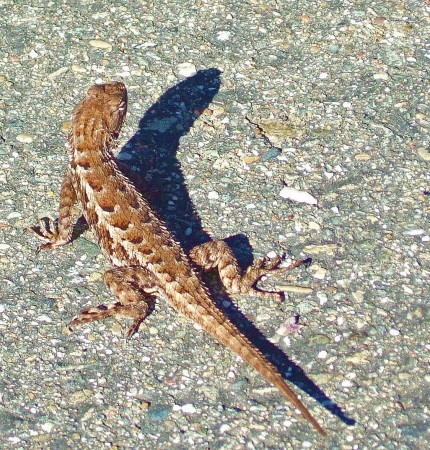 Western Fence Lizard (Sceloporus occidentalis) by Steven Goodheart