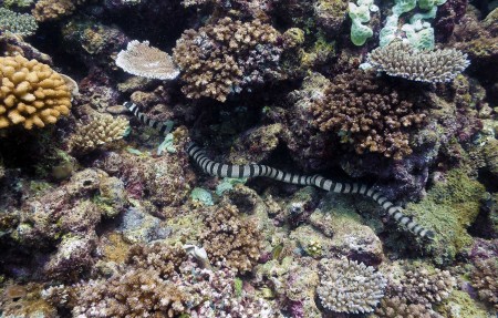 Banded Sea Krait - Laticauda colubrina