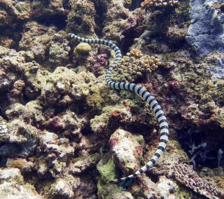 Banded Sea Krait - Laticauda colubrina
