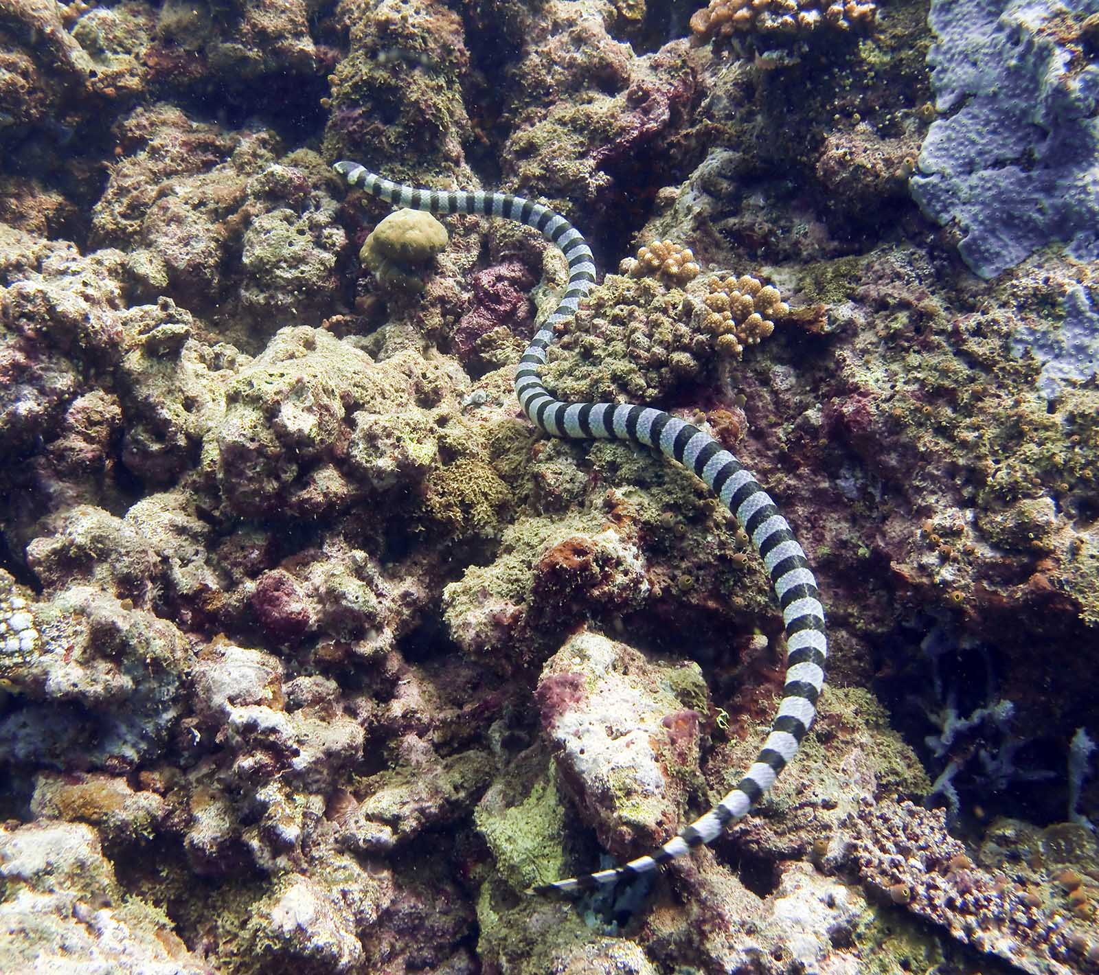 Scary Sea Snakes