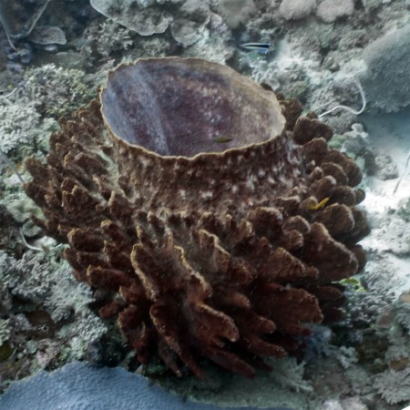 Barrel Sponge (Xestospongia testudinaria)