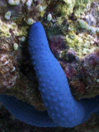 Blue Starfish - Linckia laevigata