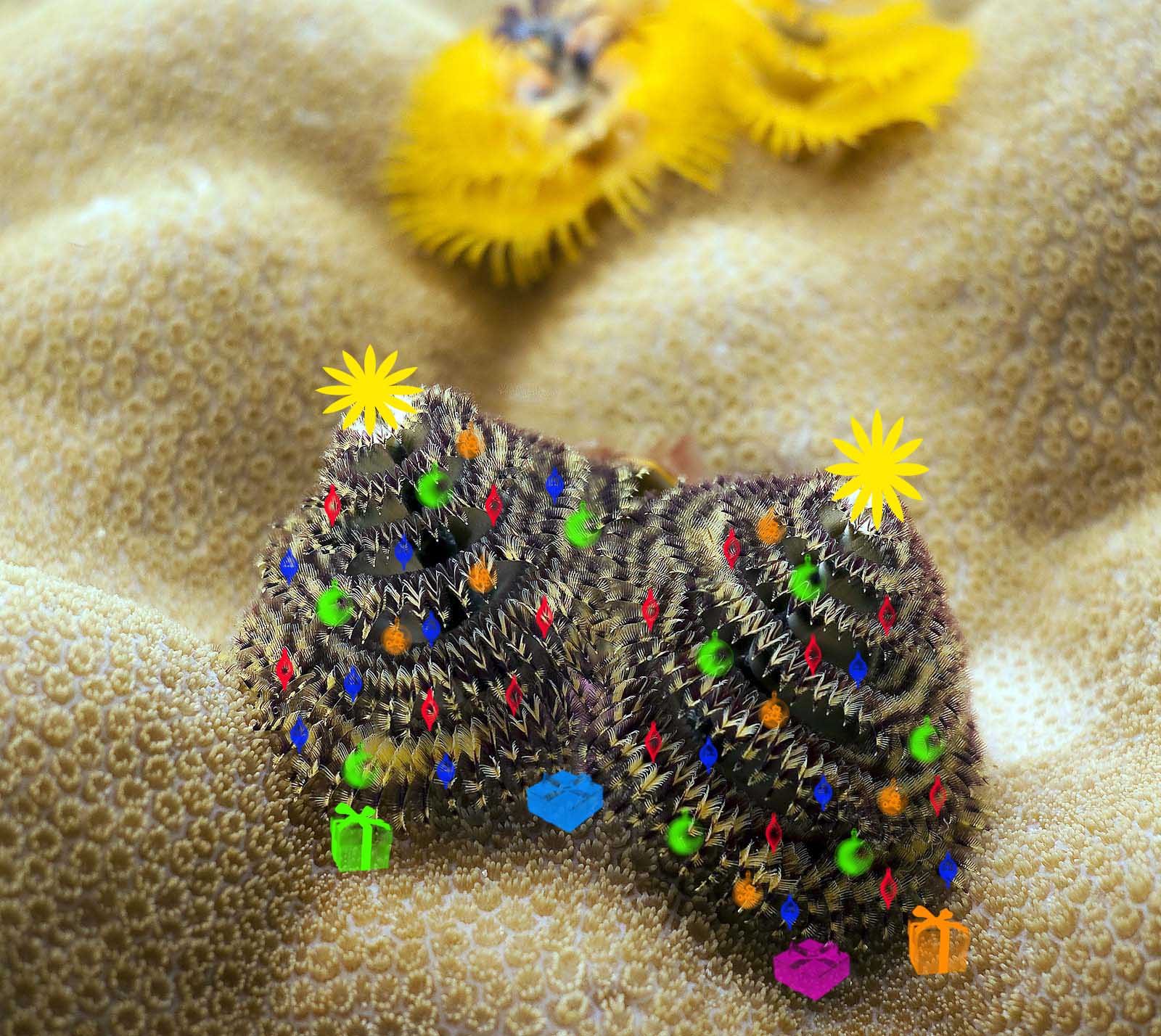 Madang Ples Bilong Mi Christmas Tree Worm