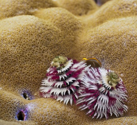 Christmas Tree Worm (Spirobranchus giganteus)