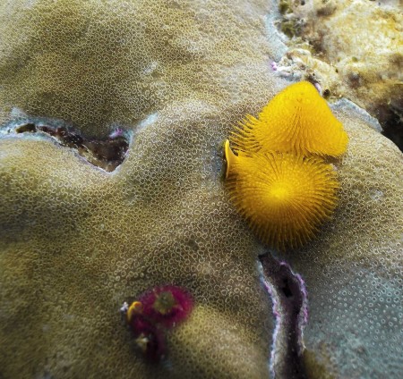 Christmas Tree Worms - Spirobranchus giganteus