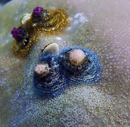 Christmas Tree Worms - Spirobranchus giganteus