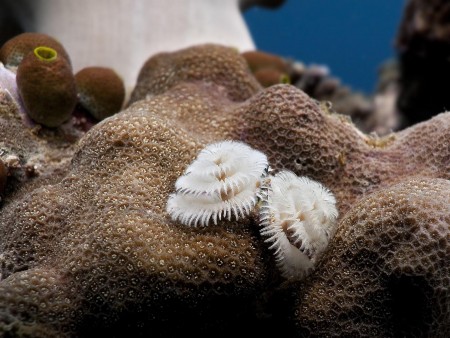 Christmas Tree Worms (Spirobranchus giganteus)