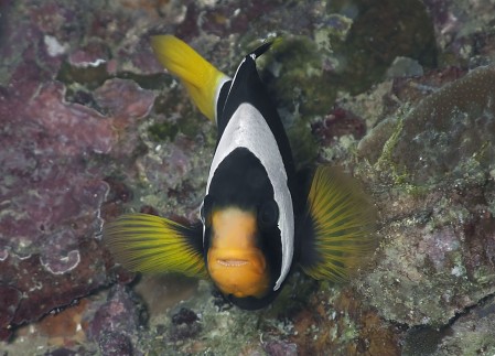 Clark's Anemonefish - Amphiprion clarkii