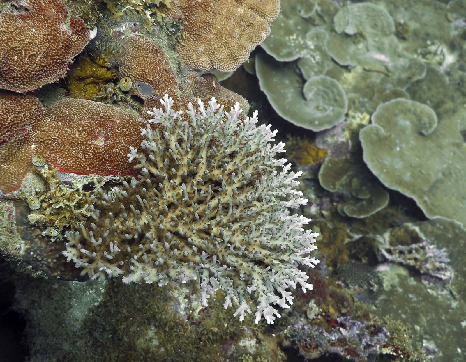 acropora cerealis