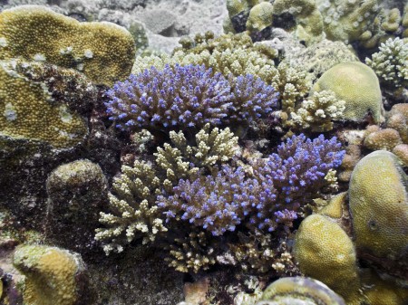 Coral Community
