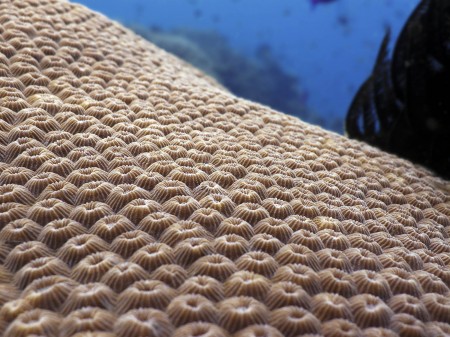 Coral (Diploastrea heliopora)