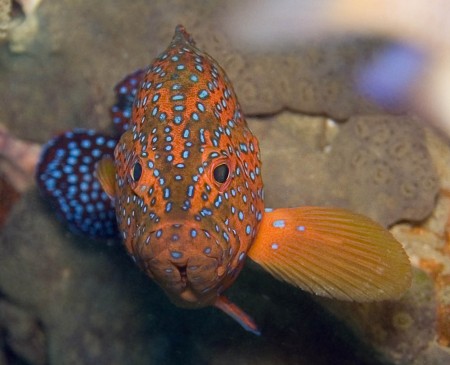Coral Grouper - Cephalopholis miniata