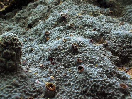 Coral (Montipora species)