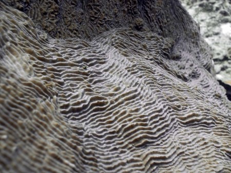 Coral (Pachyseris speciosa)
