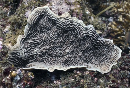Coral (Pachyseris speciosa)