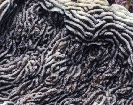 Coral (Pachyseris speciosa) [enlarged]