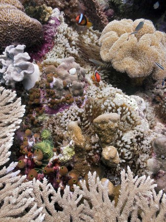 Coral Reef Community with Tomato Anemonefish (Amphiprion frenatus) [female]