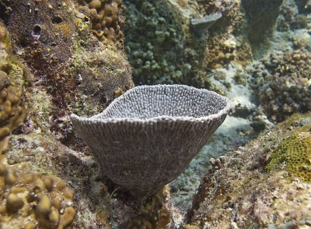 Cup coral (species unknown)